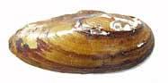 Yellow Lance Mollusk Exterior