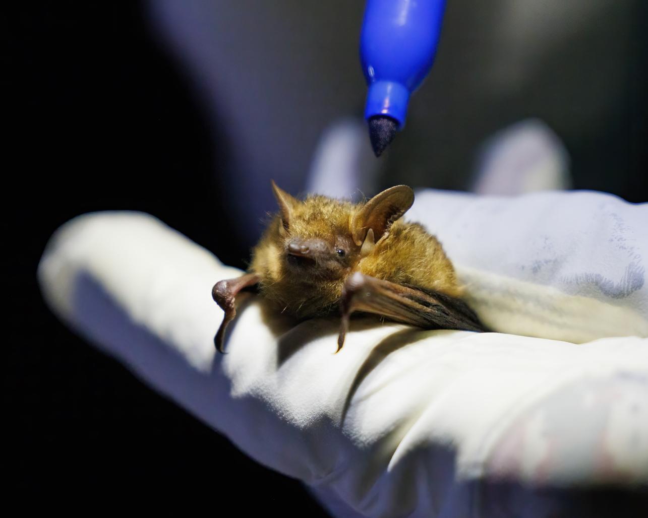 Tricolored bat being tagged with sharpie