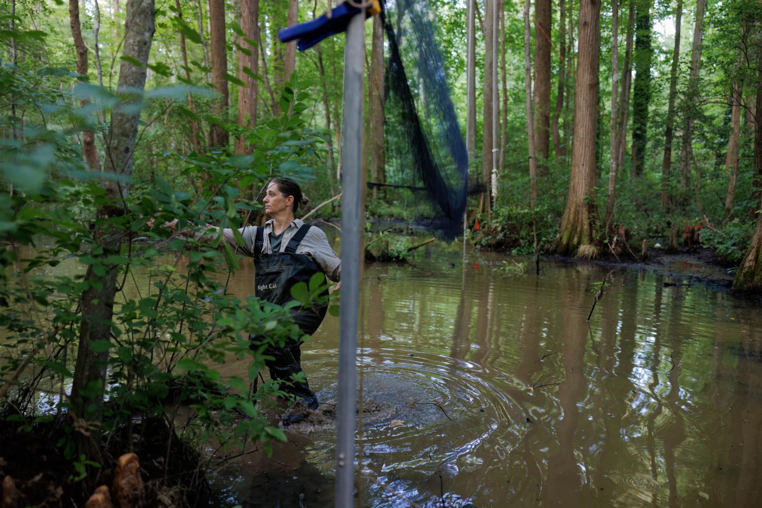 Bat mist nets at Robertson Millpond Preserve