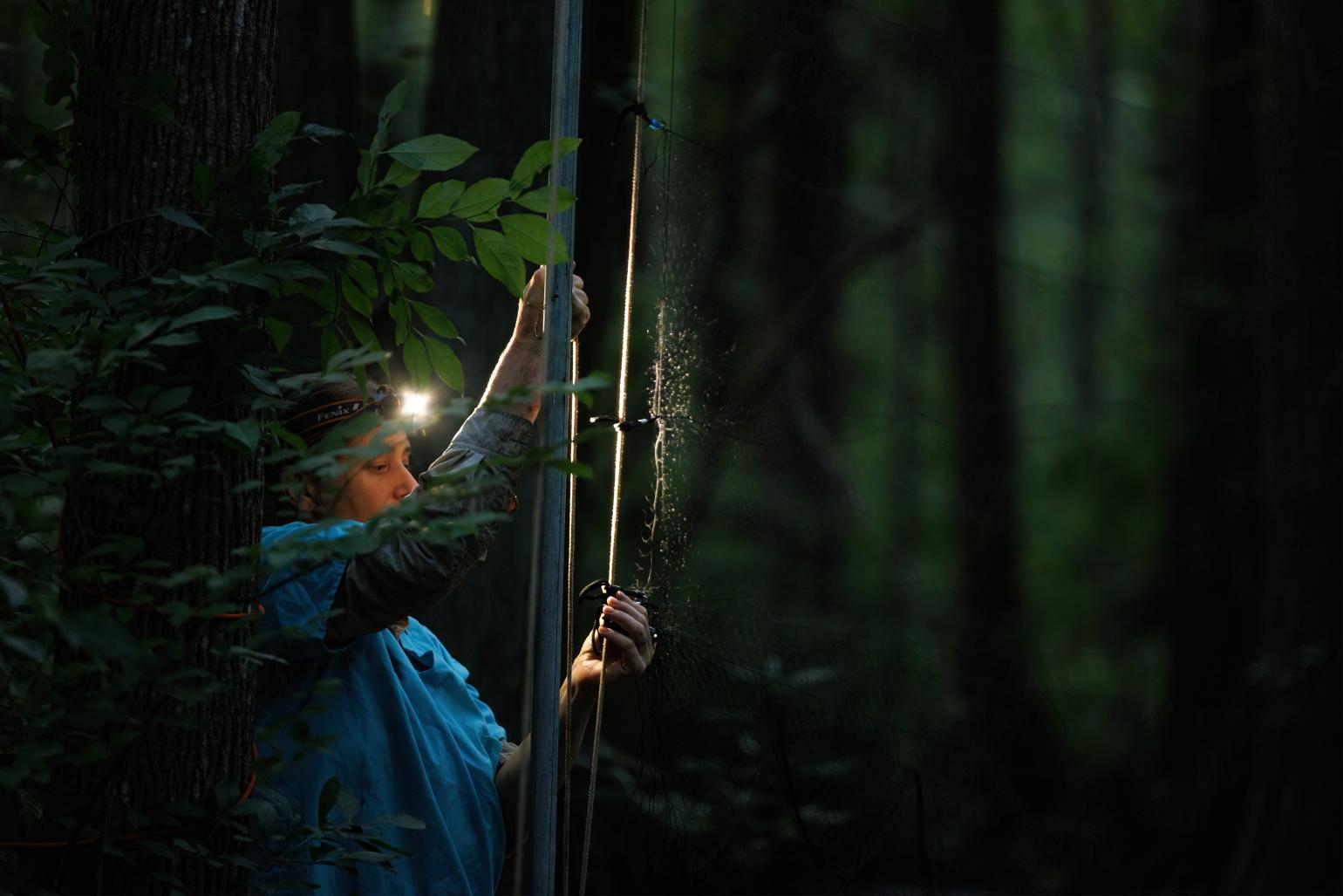 Biologist adjusting mist net for bat survey