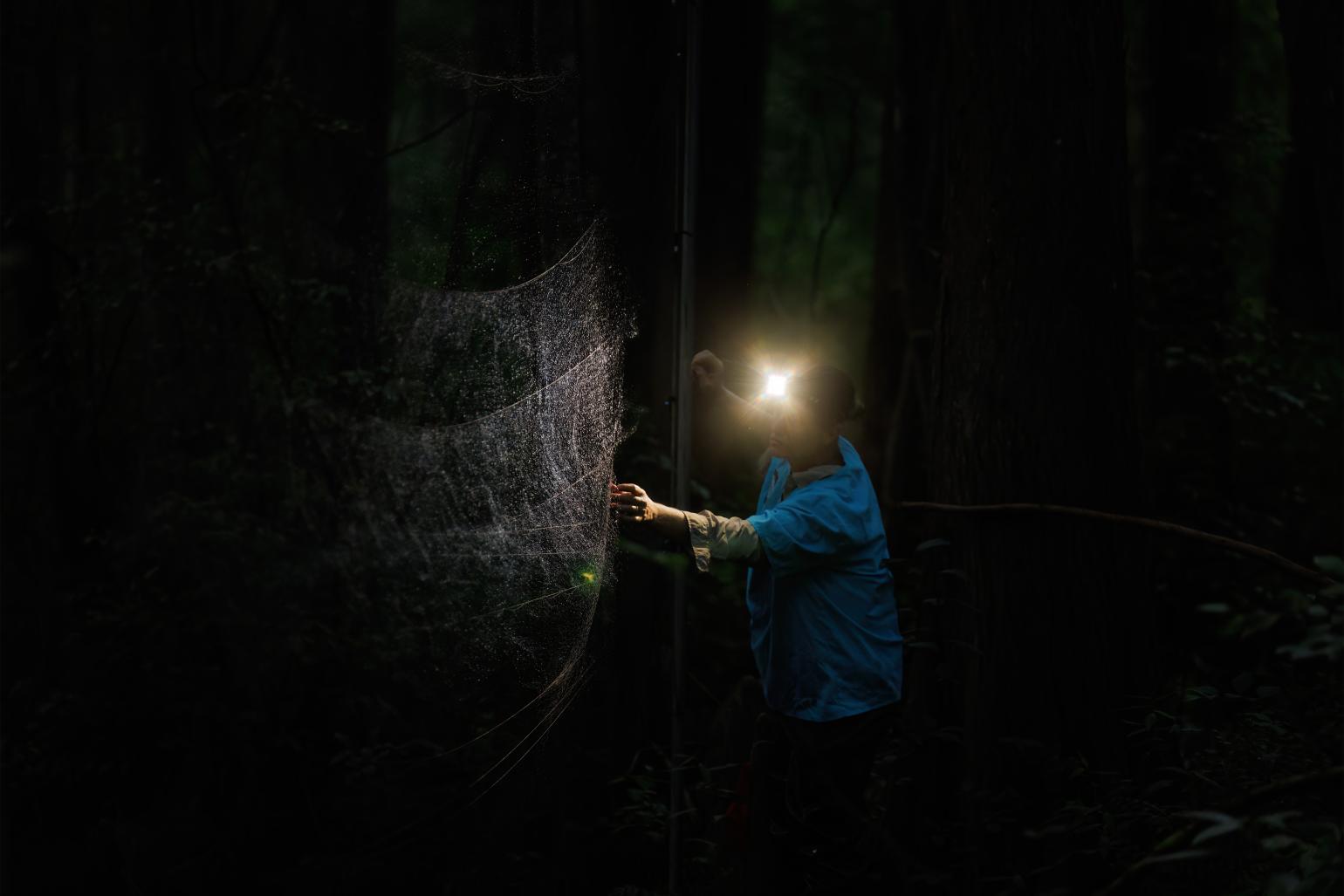 Net check for bat survey