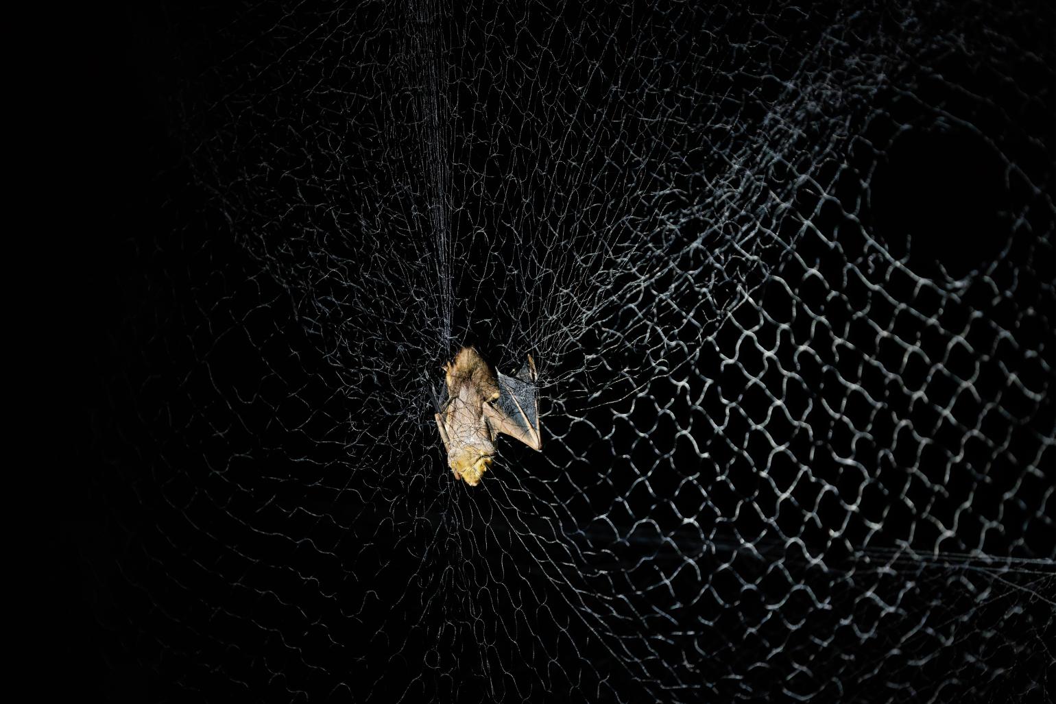 Bat hanging in mist net above swamp