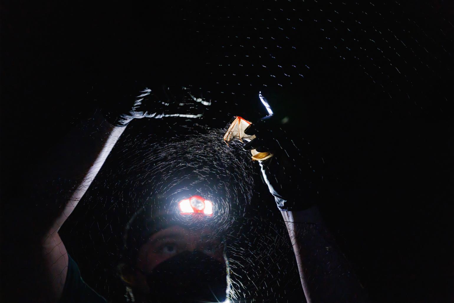Bat wing tangled in mist net for survey