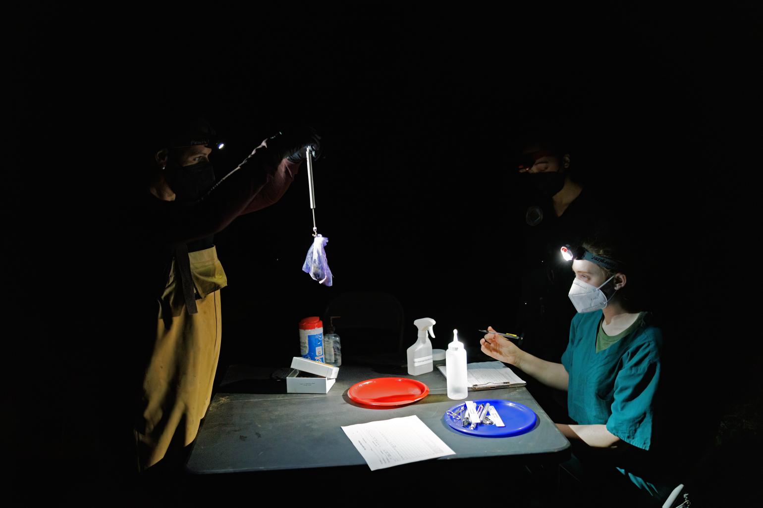 Biologists take morphological measurements on bats