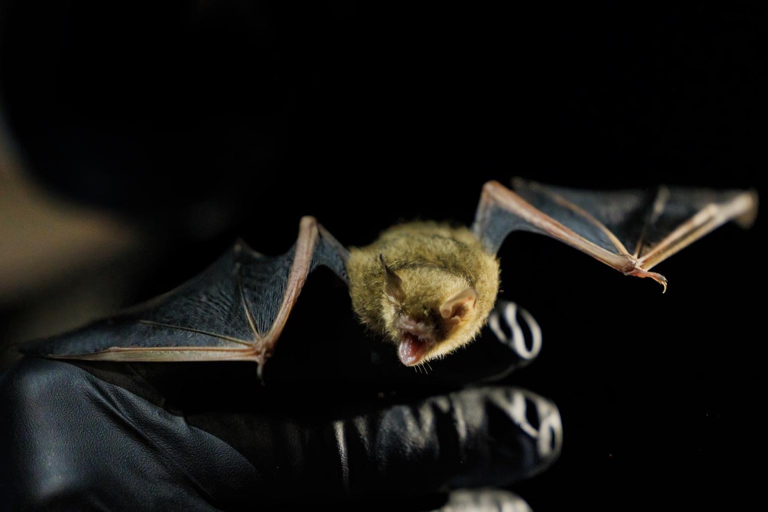 tricolored bat