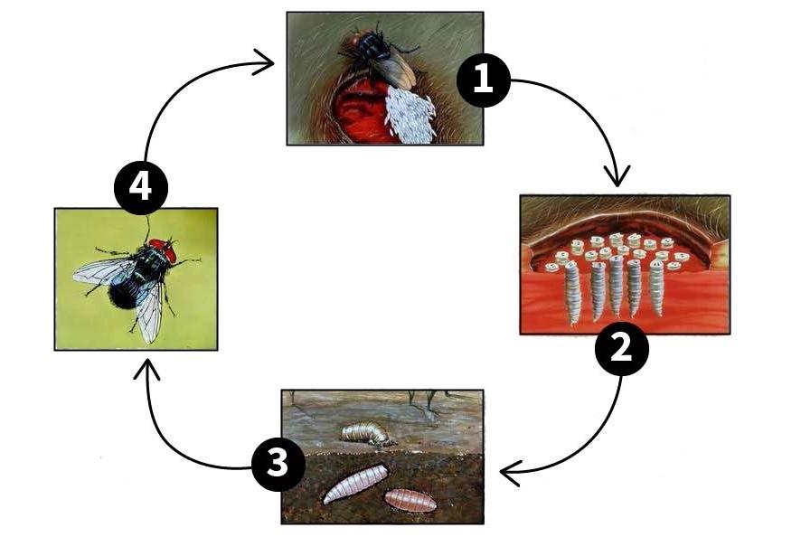 Life cycle of the New World Screwworm