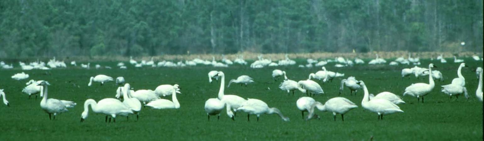 tundra swans