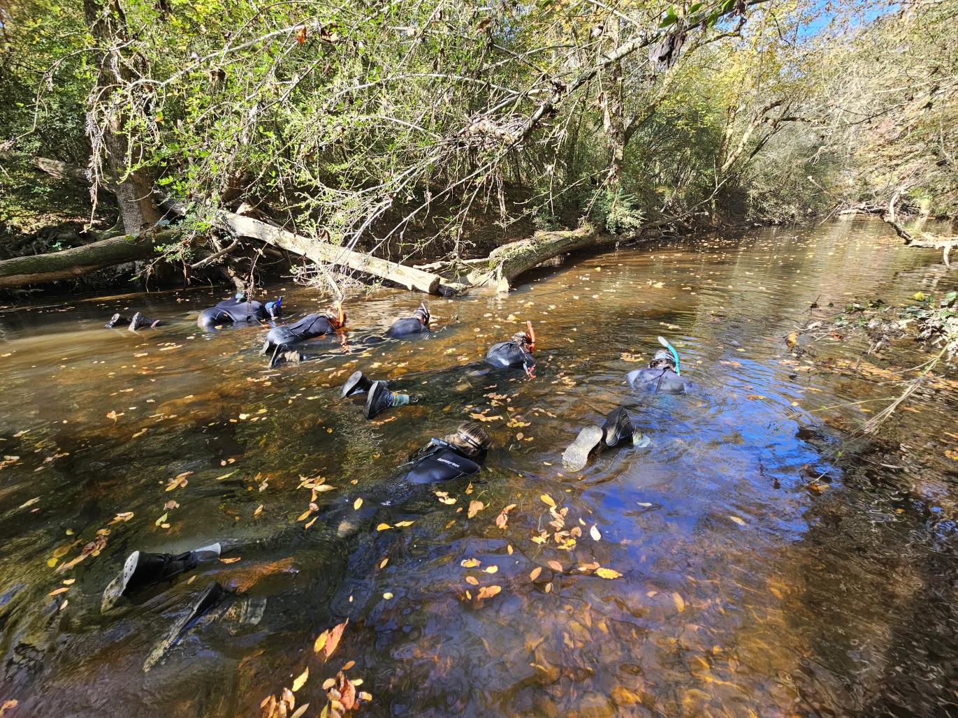 Biologist snorkle for mussel survey