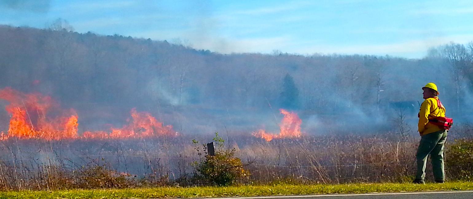 Forest Prescribed Burn