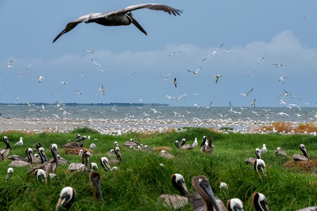 waterbirds pelicans