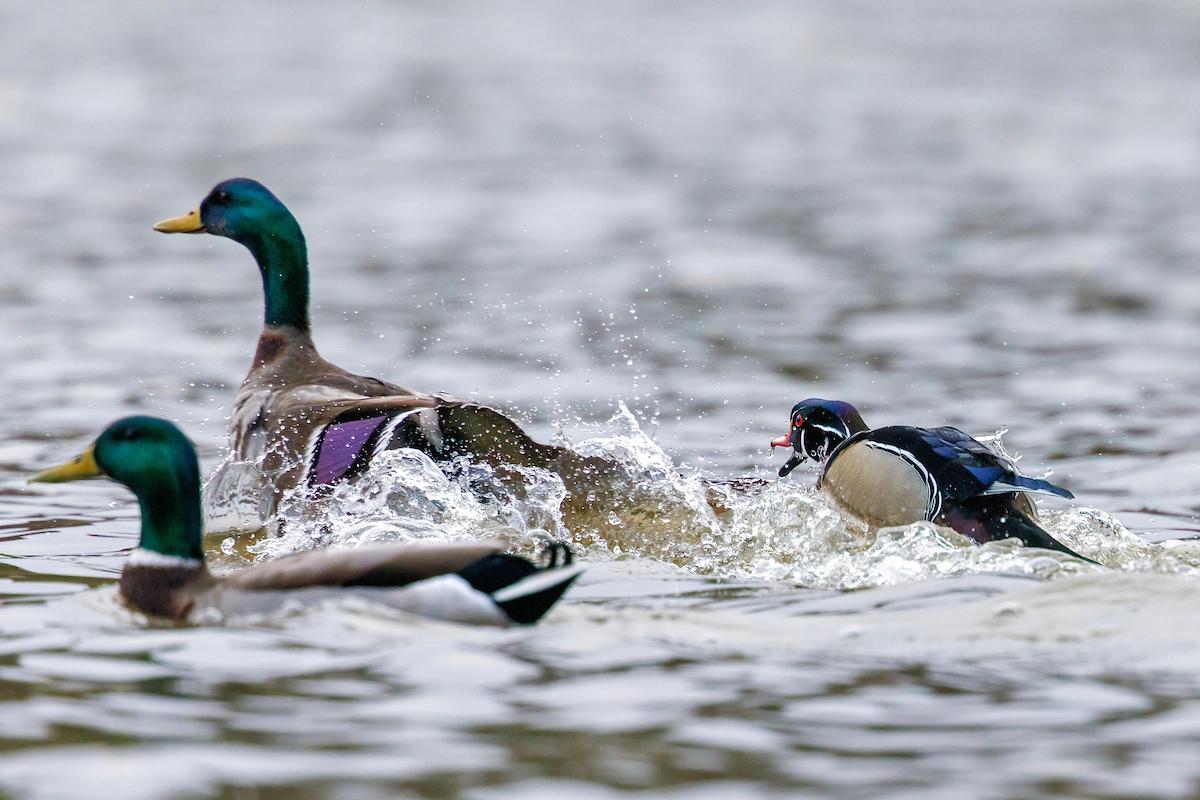 wood ducks in water