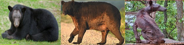 three pictures of bears showing mild, moderate and severe mange.