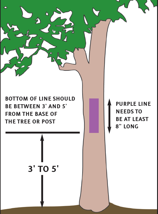 Graphic of tree with the following text: bottom of line should be between 3 and 5 feet from the base of the tree or post. Purple line on tree needs to be at least 8 inches long.