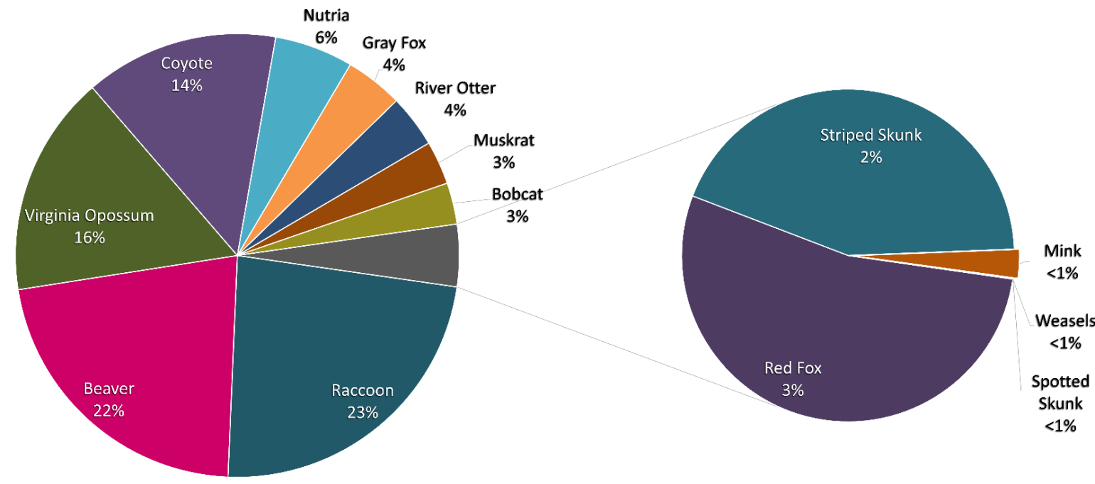 two pie charts illustrating the findings of the furbearer harvest mentioned in the previous paragraph.