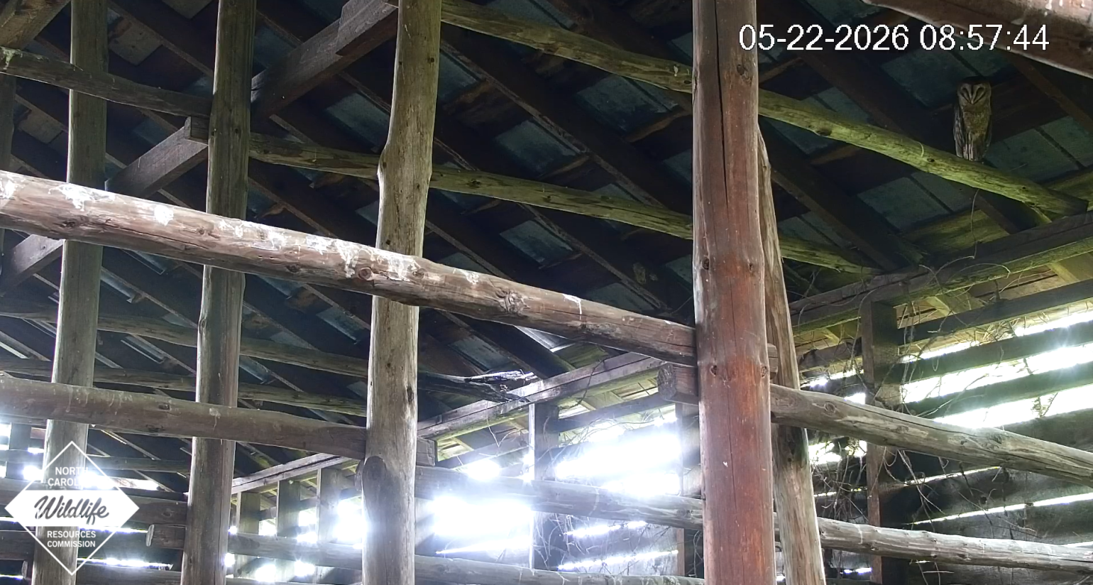 a barn owl nests in the rafters of a barn