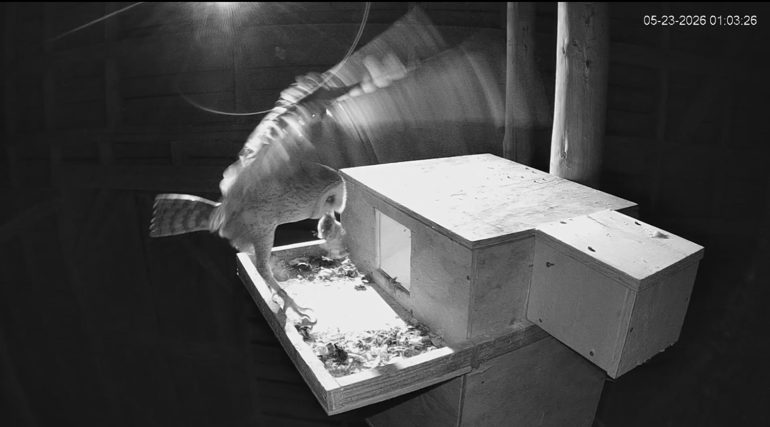 a male barn owl lands on a nesting box at night