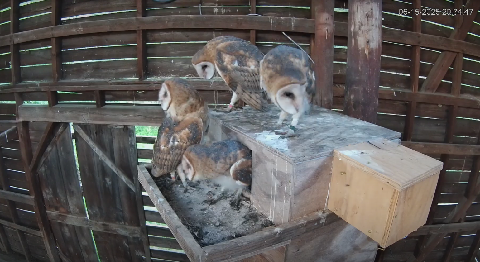 several barn owls congregate around their nesting box in a barn