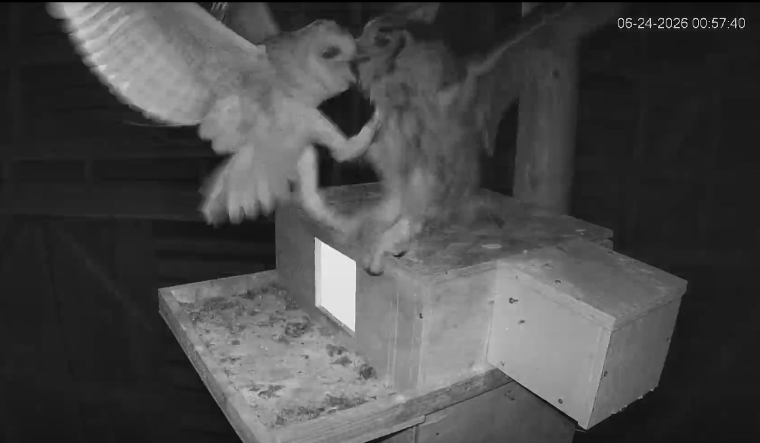 a great horned owl attacks a barn owlet on top of the barn owl's nesting box