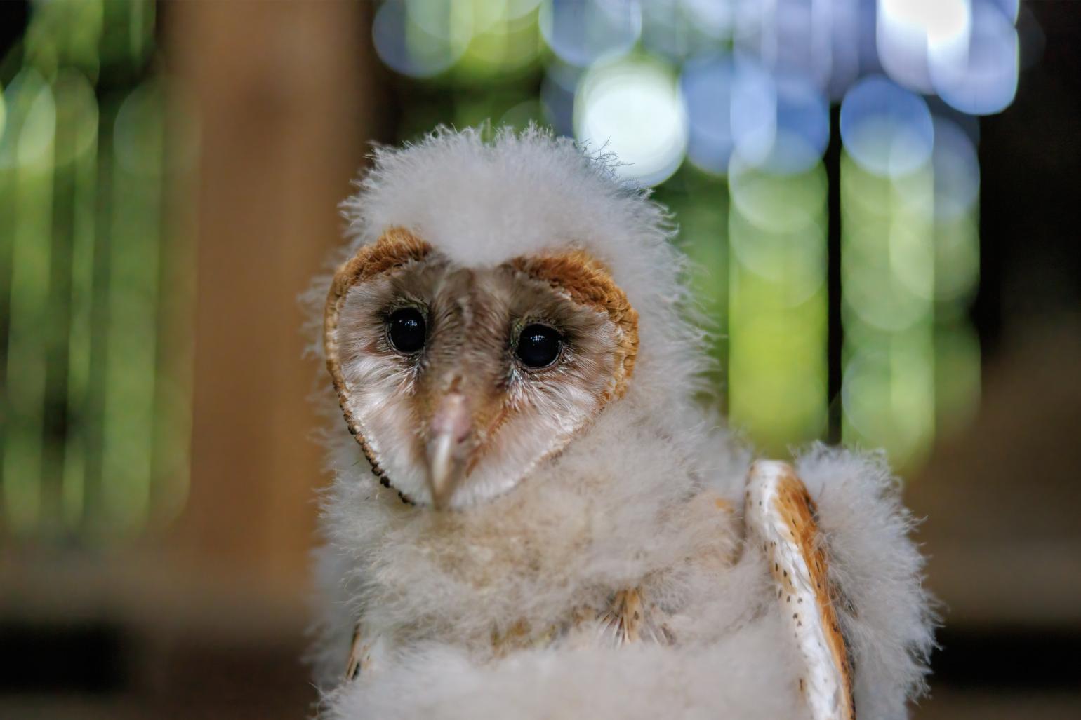 a barn owlet stares at the camera. It is still covered in downy feathers.
