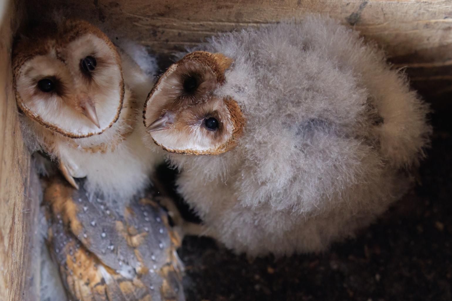 two barn owlets hover in a corner of a nesting box looking up at the camera during the banding process.