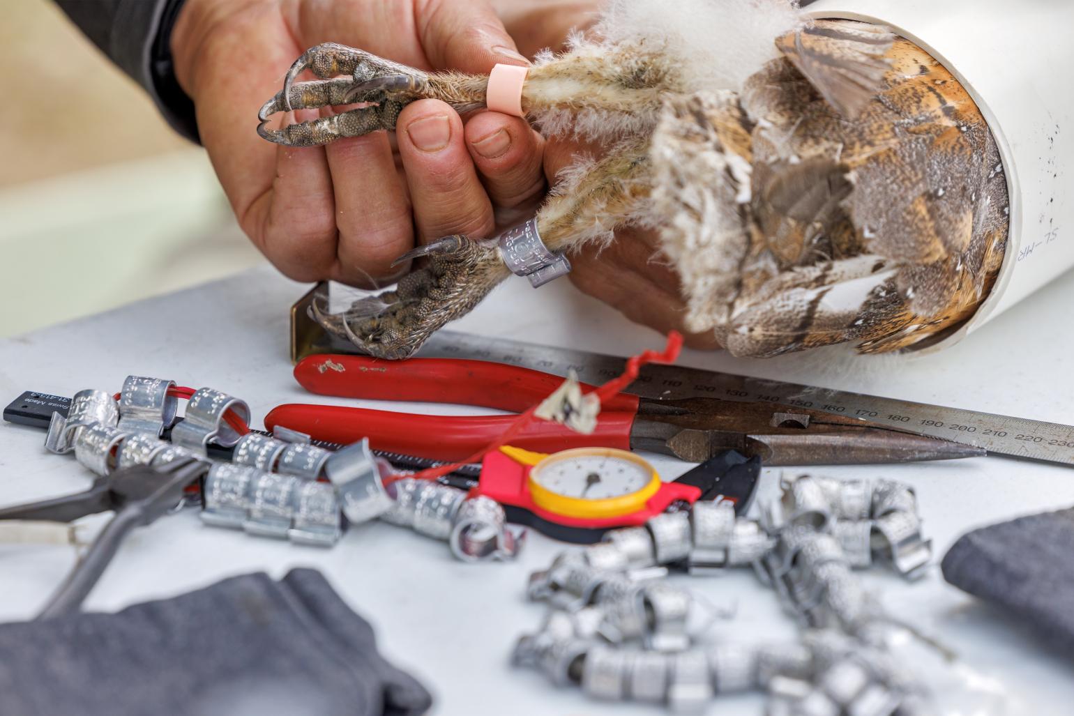 a barn owlet lies on its side while it is being banded