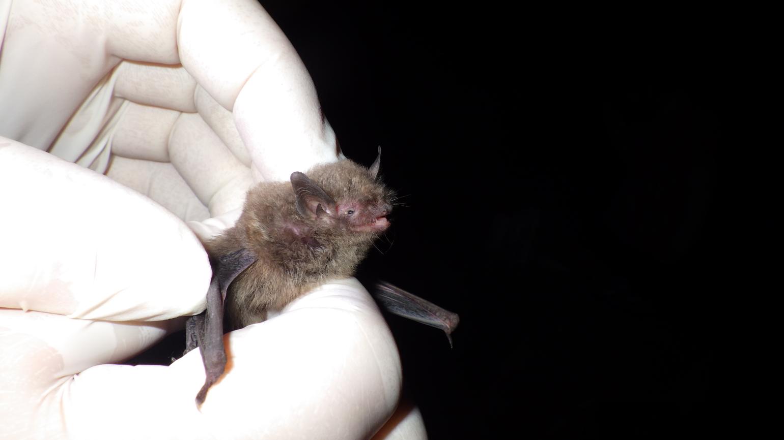 a researcher wearing white medical gloves holds an Indiana bat