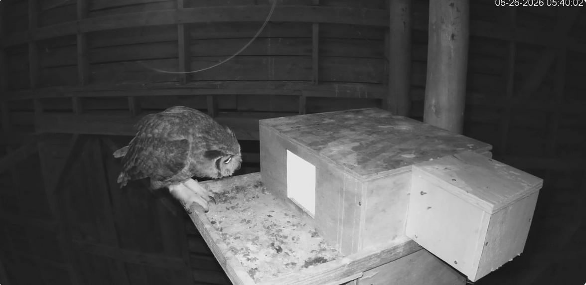A Great Horned Owl peeks into a wooden nesting box inside a barn