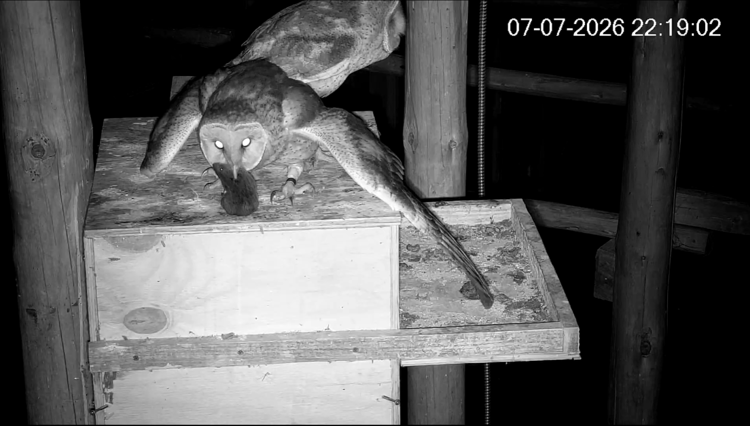 Two barn owls perch on top of a wooden nesting box. One has a mouse in its beak.