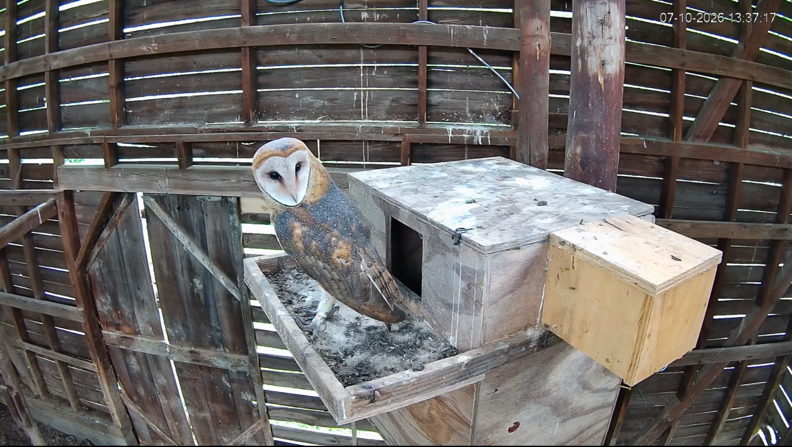 a fledgling barn owl perches just outside its nesting box.