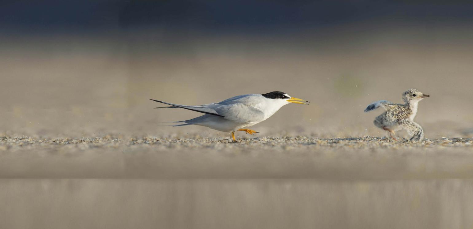 Two birds chase each other across the sand by the ocean