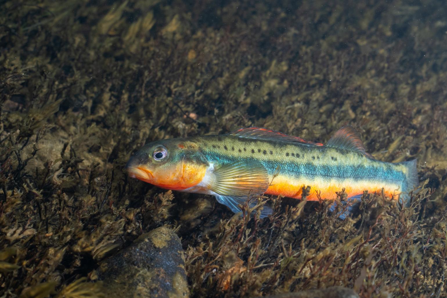 Tangerine darter on riverbed; a species of perch with brilliant orange underbelly and bright blue accents