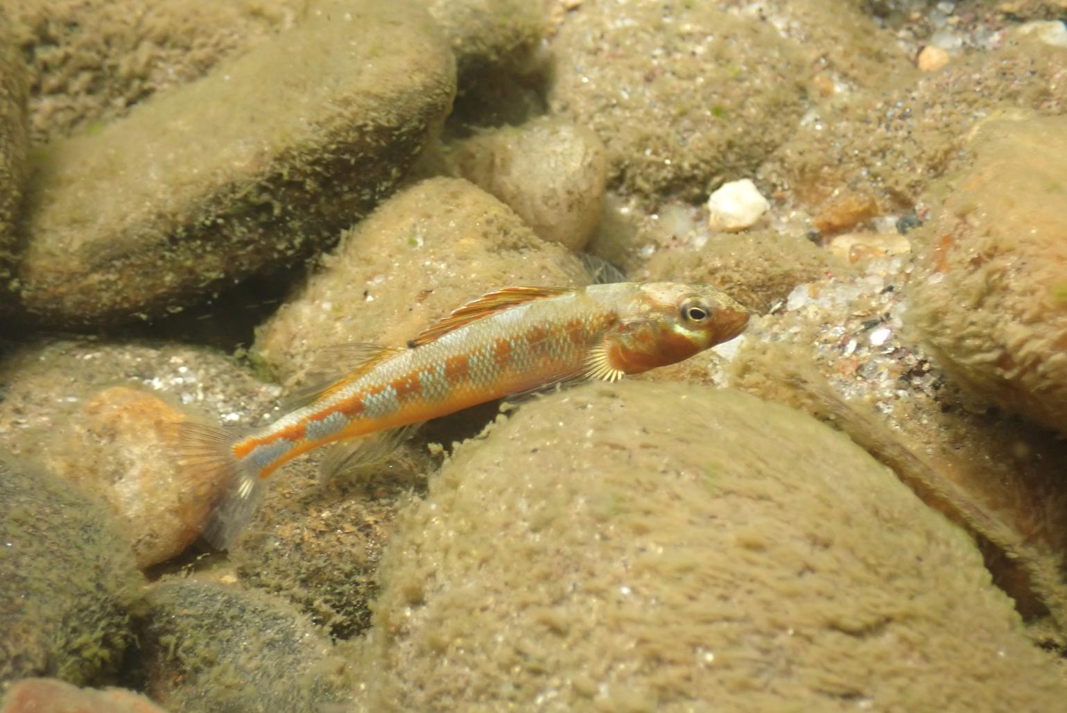 Russet darter on riverbed; a species of perch with orange accents and an interesting horizontal stripe pattern