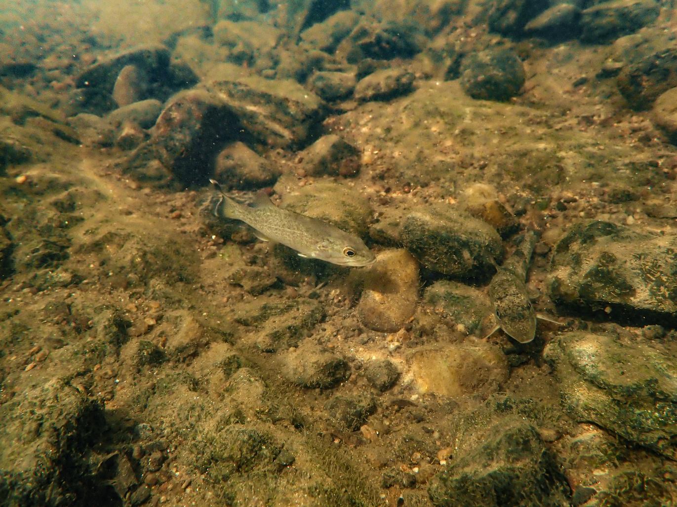Aerial view of a smallmouth bass swimming in shallow water