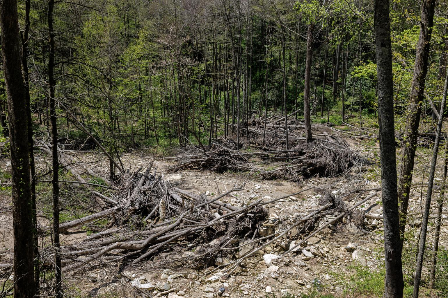 downed trees in a forest setting from Hurricane Helene damage