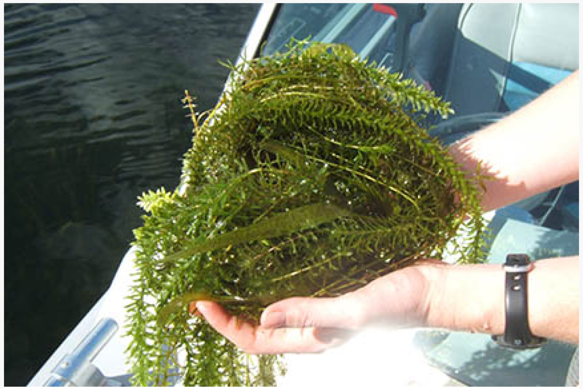 A boater holds a handful of hydrilla.