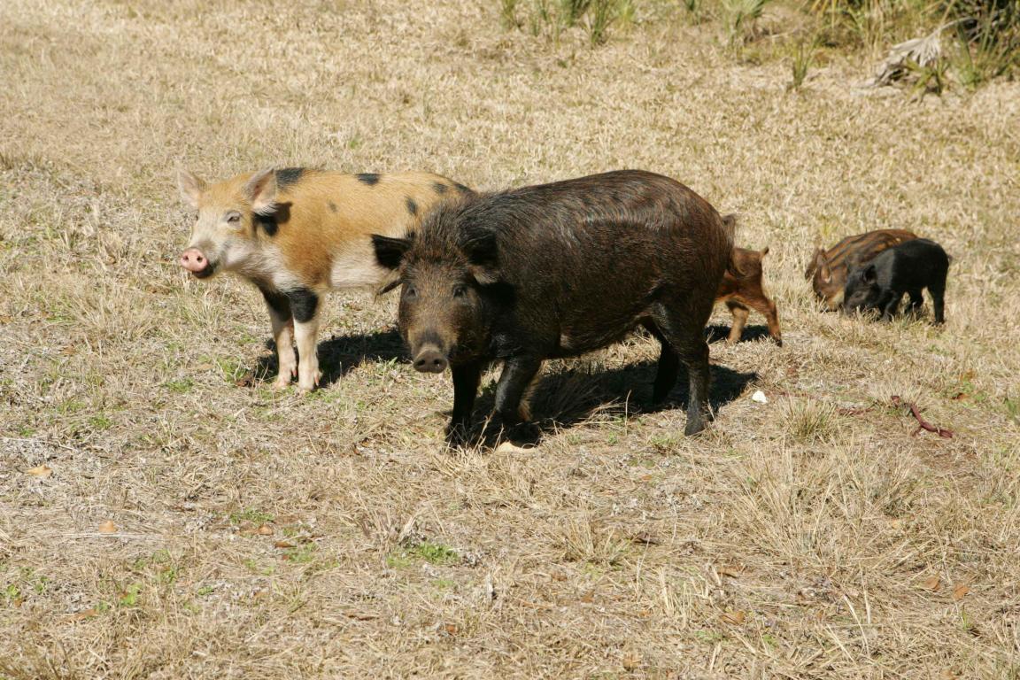 Feral Swine