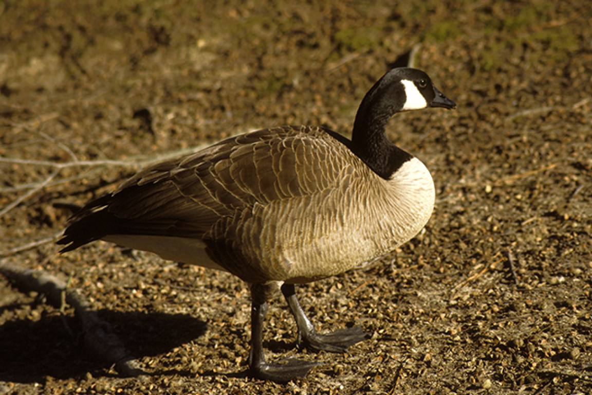 A profile view of a Canada Goose.