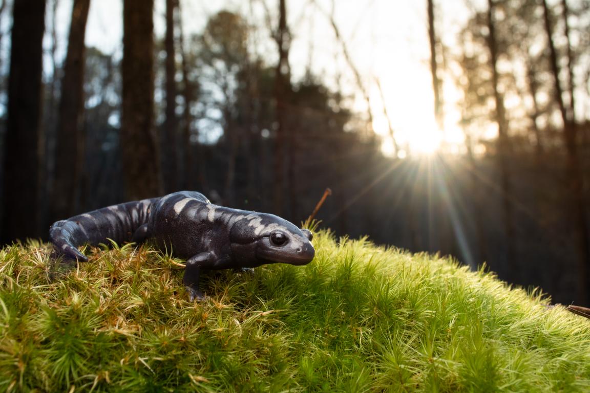 A salamander poses outside with sunlight beaming behind