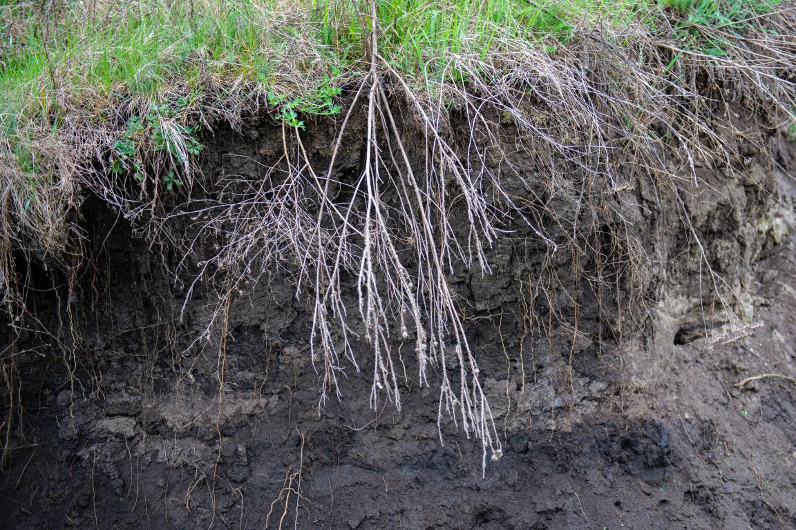 Erosion of a bank of dirt with grass hanging over the edge on top