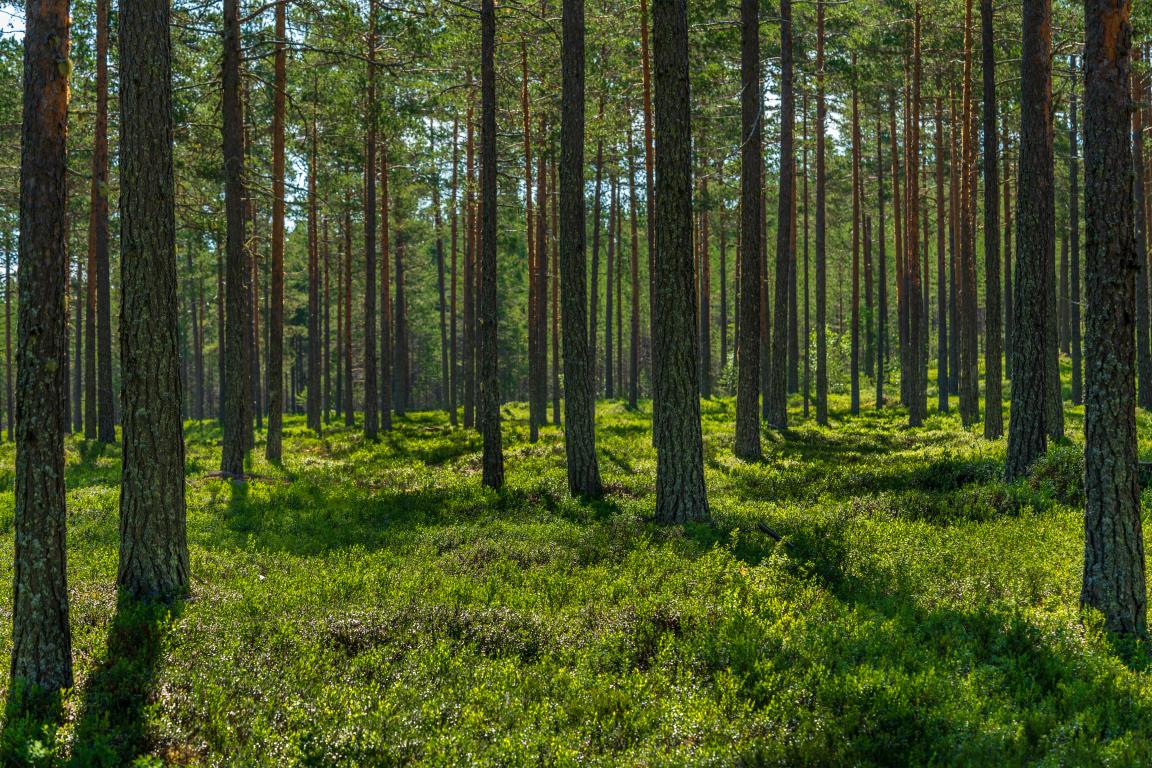 A glimpse through a pine forest with only short grasses in the understory