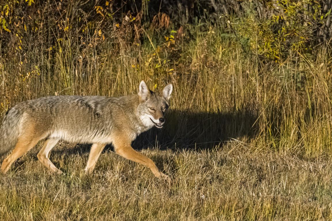 coyote walking across a field with tall grasses