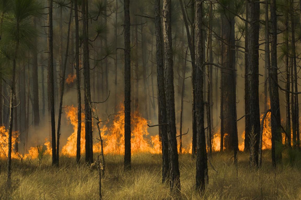 prescribed fire being used in the understory of a pine tree forest