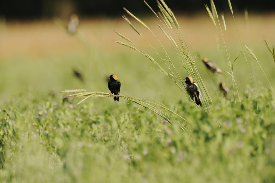 a group of songbirds sit on tall grasses in an open field