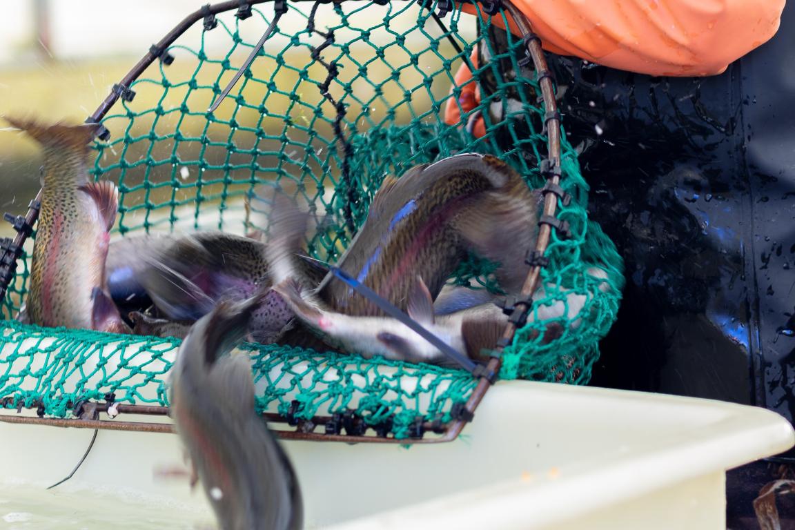 A hatchery staff member uses a net to place triploid trout in a container.