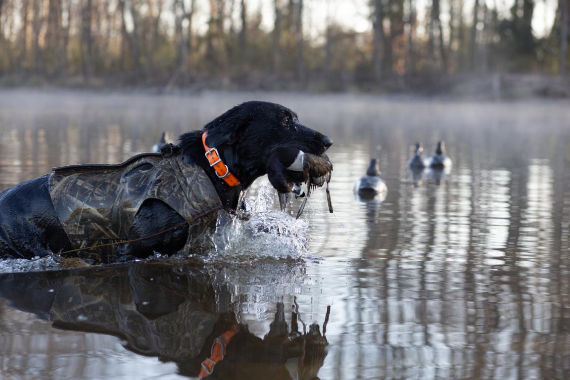 A labrador shown in shallow water retrieving waterfowl.