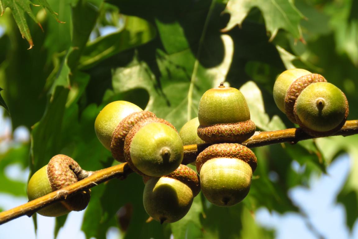 A cluster of acorns growing on the branch of a red oak tree