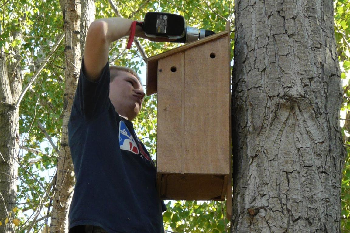 volunteer installs a wood duck box on a tree