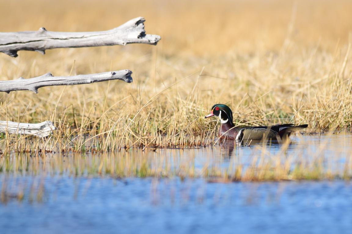 wood duck floating on the water with grassy land behind him