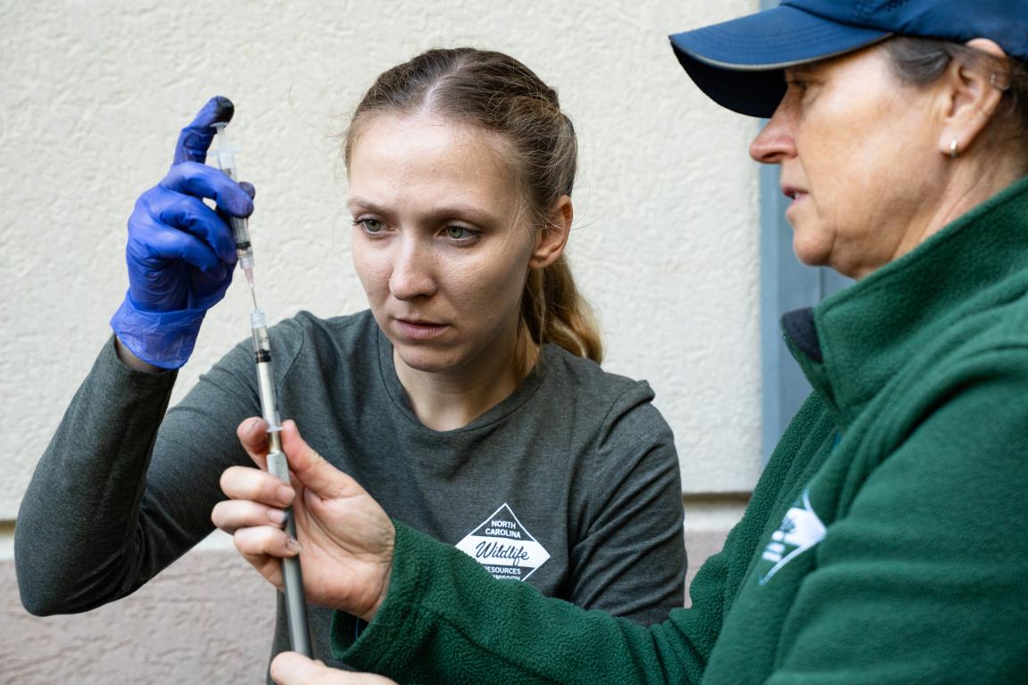Two agency biologists work with medication in needles to sedate a bear