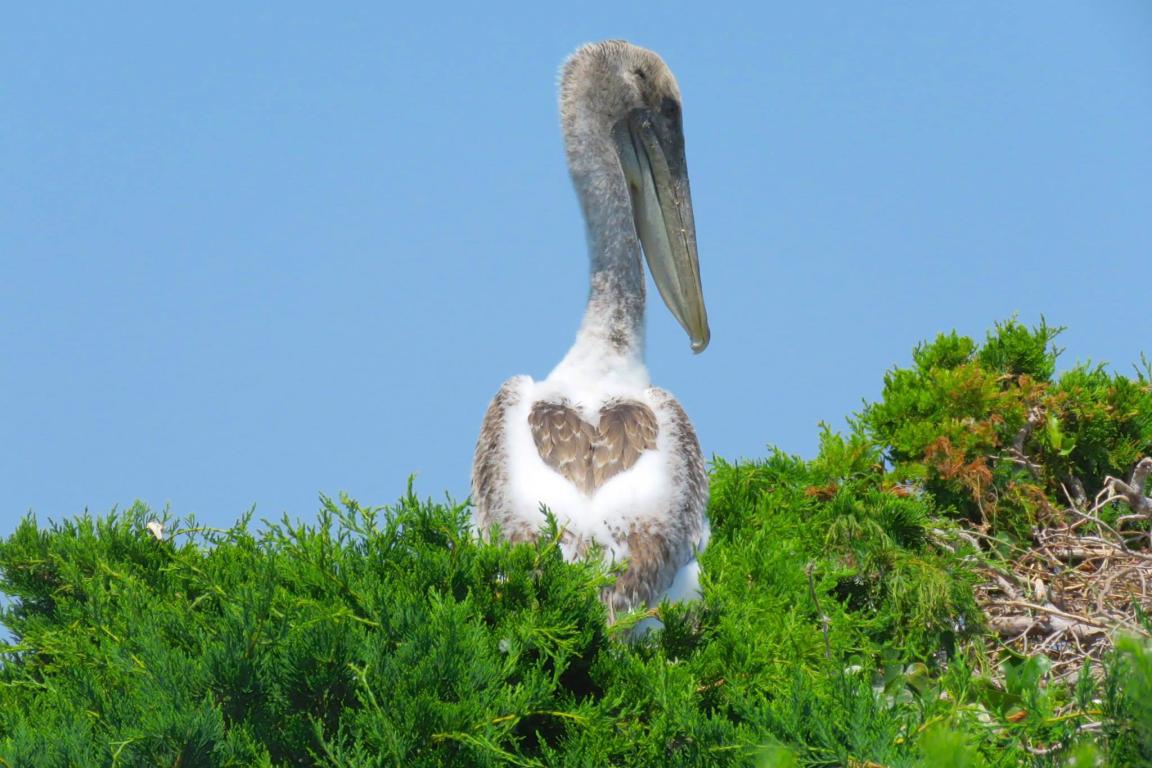 a brown pelican rests atop a nest